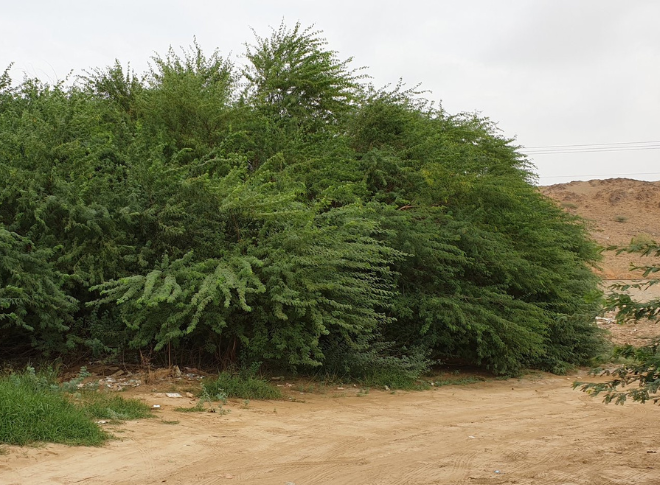 شجرة البرسوبس