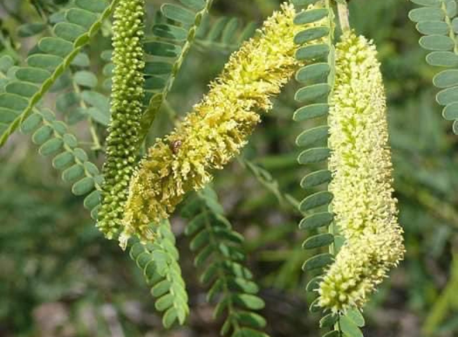 ثمر البرسوبس